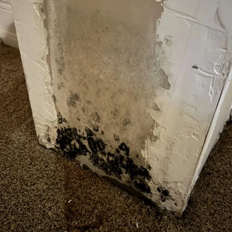 Professional Mold Removal in Altoona, WI